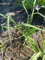 Dreimasterblume lila, Tradiskantie Niedersachsen - Rhauderfehn Vorschau