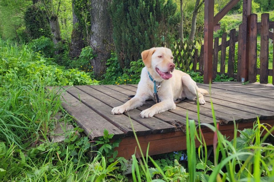 Leonell, Labrador, 6 Jahre, männlich, Tierhilfe Franken e.V. in Lauf a.d. Pegnitz