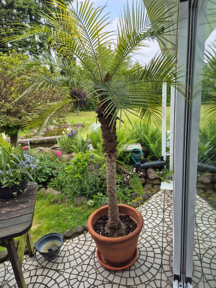 Palme Phoenix Roebelinii 2,1 m in Wadgassen