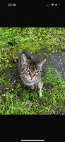Katze gefunden oder vermisst Nordrhein-Westfalen - Bergkamen Vorschau