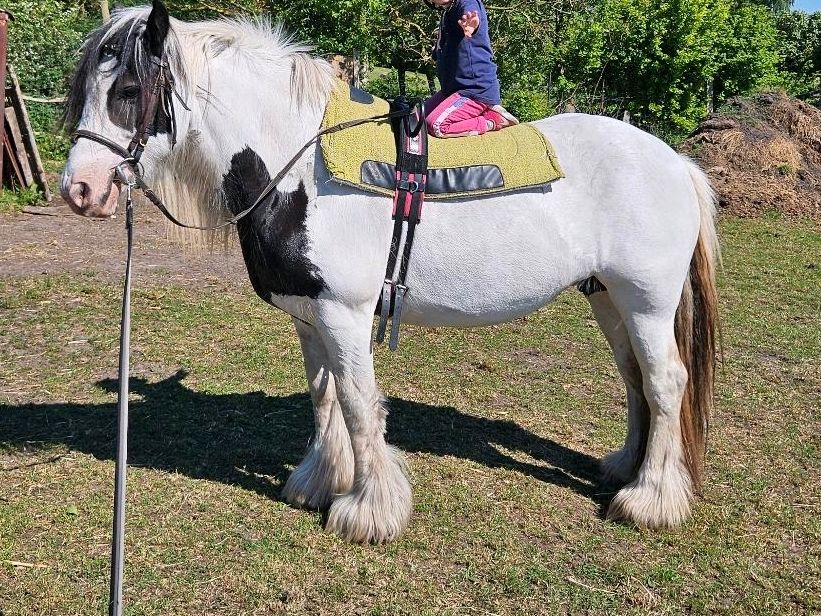Kinder und Anfänger Pony Tinker Stute in Crivitz