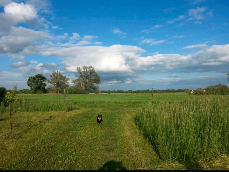 Erholungsgrundstück unbesser/Strom ganzjährig,Grundstücke, Gärten, Erholung, Eigentumbaut voll erschlossen mit Wa in Küstriner Vorland