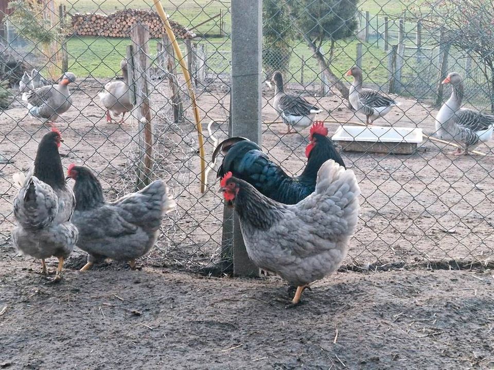 Barnevelder blau Bruteier/ Küken in Prettin