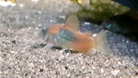 Angebot Corydoras Venezuelanus orange 10 Tiere nur 45euro Niedersachsen - Isernhagen Vorschau