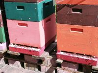 Verkaufe Bienen - Ableger und Wirtschaftsvölker Niedersachsen - Rethemer Vorschau