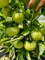 Tomaten Samen Saat Tomatensamen Samenfest Brandenburg - Velten Vorschau