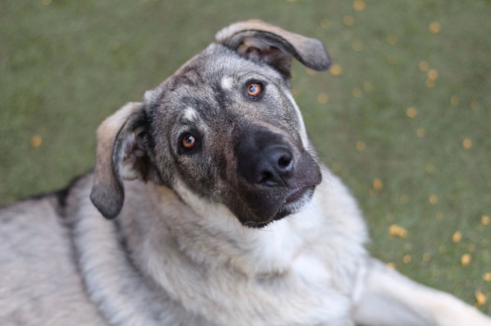 Bildschöner SEVEN ❤️ aus dem Tierschutz sucht seine Familie in Möckern