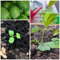 Cucamelon, mexikanische Minigurke Baden-Württemberg - Magstadt Vorschau