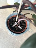 Pink Princess Philodendron mit frischem Fullmoon Austrieb! Berlin - Mitte Vorschau
