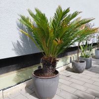 Palmfarn, Sagopalme, Cycas Revoluta, Kübelpflanze mit Topf Rheinland-Pfalz - Ludwigshafen Vorschau