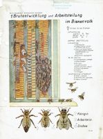 Bienen/Imkerei 1 Foto A 5 aus Buch als Wandtafel angelegt Rheinland-Pfalz - Idar-Oberstein Vorschau