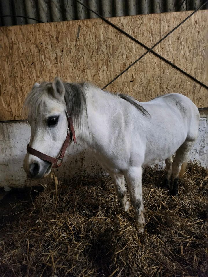 Reitbeteiligung in Husby