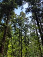 Wald zu verkaufen Baden-Württemberg - Ruppertshofen Vorschau