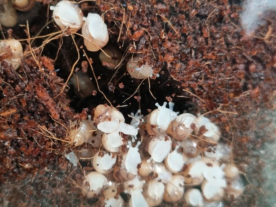 Achatschnecken/ afrikanische Riesenschnecken in Lohmar