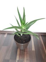 Aloe Pflanze Bayern - Asbach-Bäumenheim Vorschau