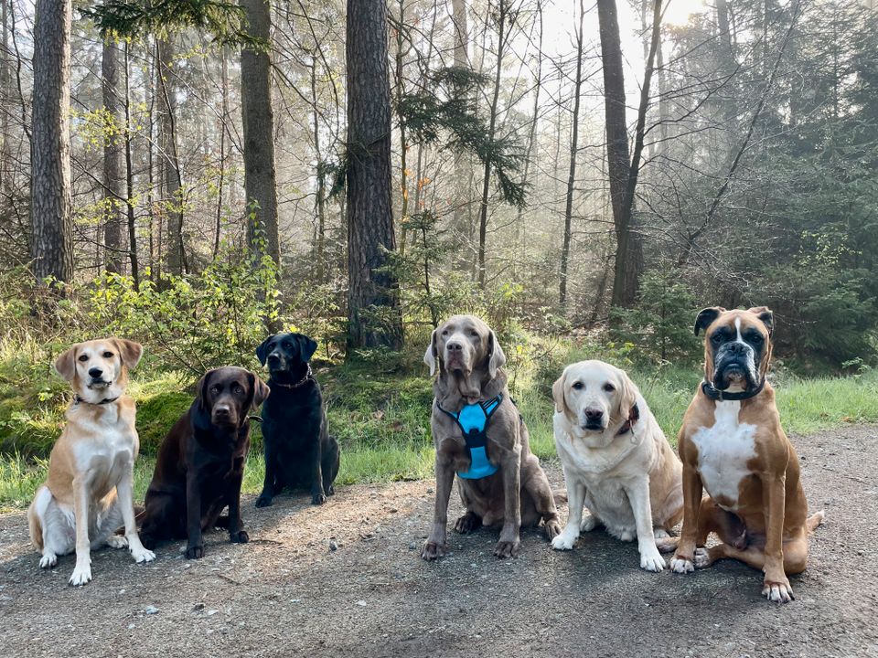 Hundebetreuung mit Familienanschluss in Westerhorn