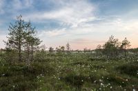 Suche: Grundstück, Wiese, Teich oder Ähnliches Niedersachsen - Nordhorn Vorschau