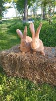 Deutsche Riesen Kaninchen gelb Böcke Niedersachsen - Drochtersen Vorschau