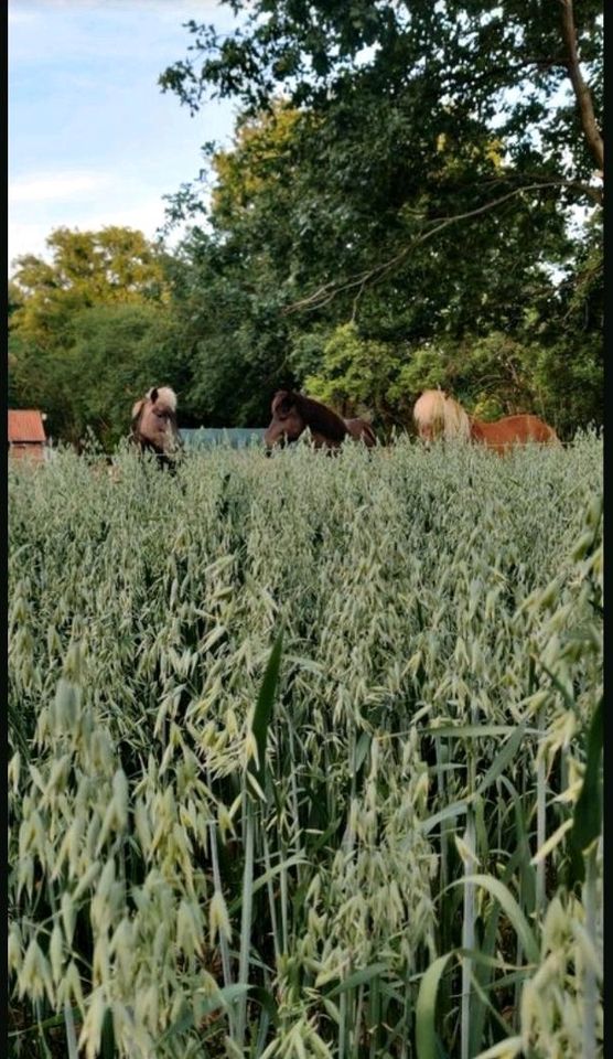 Praktikum FSJ Zukunftstag id Landwirtschaft Pferdewirtschaft in Schnega