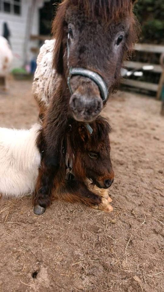 Pony Kinderliebes Shetty Dropje Sonderfarbe selten (Hengst) in Nordhorn