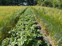 10 lfdm Kartoffeln zum selbst Pflanzen, Pflegen und Ernten Niedersachsen - Hatten Vorschau