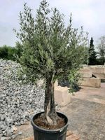 Olivenbaum Olea Europea 200cm Inkl. Deko Holzkiste Nordrhein-Westfalen - Wenden Vorschau