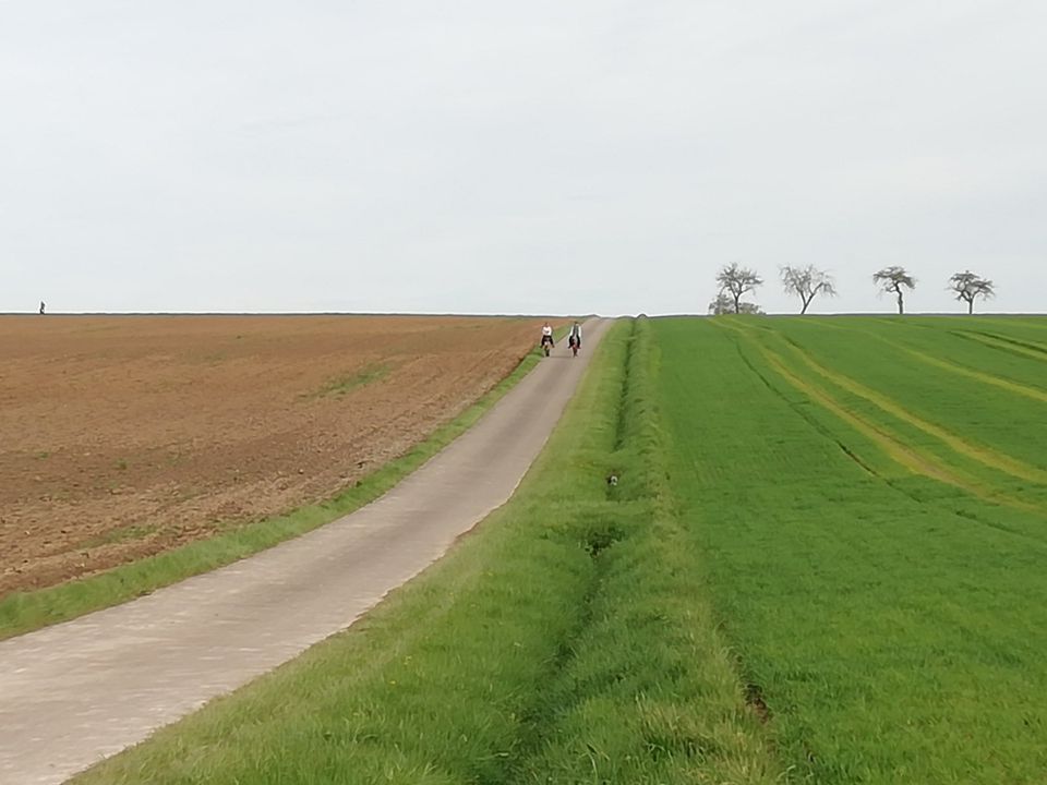 Große (30 qm) helle Pferdebox ab sofort frei in Künzelsau