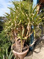 Yucca Palme inkl. Topf Baden-Württemberg - Müllheim Vorschau