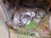 3 junge Stallhasen Kaninchen zu verkaufen Baden-Württemberg - Stegen Vorschau