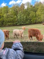 Schottische Hochlandrinder Highlandcattle Absetzer Jungbullen Hessen - Brensbach Vorschau