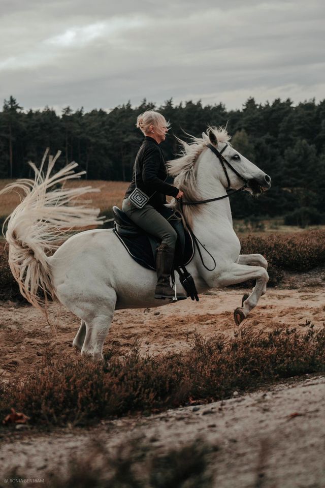 Beritt und Fortbildung  für Pferde, Kleinpferde und Ponys in Hambühren