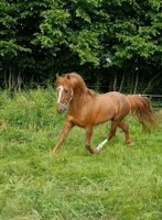 Curly Hengst zu verkaufen, Curlyhorse, Allergikerfreundlich Kreis Ostholstein - Schönwalde Vorschau