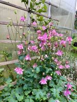 Rosa Akelei | Gartenpflanze | winterharte Staude Sachsen - Freital Vorschau