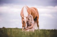 Reitbeteiligung an Lusitano Wallach Nordrhein-Westfalen - Solingen Vorschau