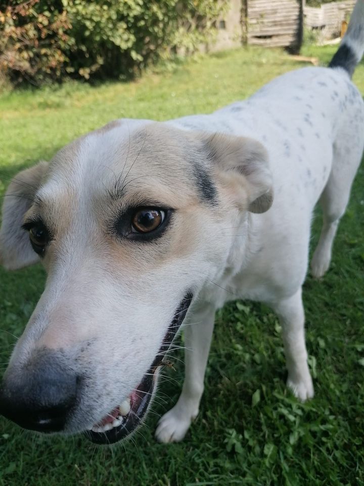 Niedlicher TIMO ❤️ aus dem Tierschutz sucht seine Familie in Trier