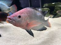 Tilapia Aquaponik 1€ Thüringen - Elxleben (bei Arnstadt) Vorschau