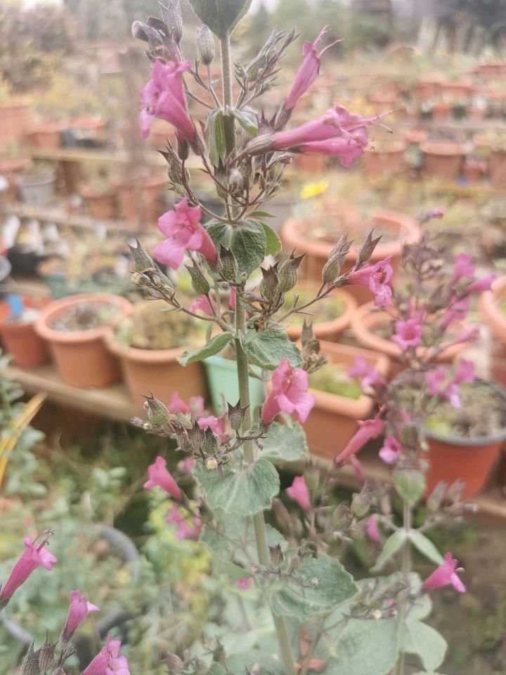 Samen von Lepichinia hastata in Herrieden