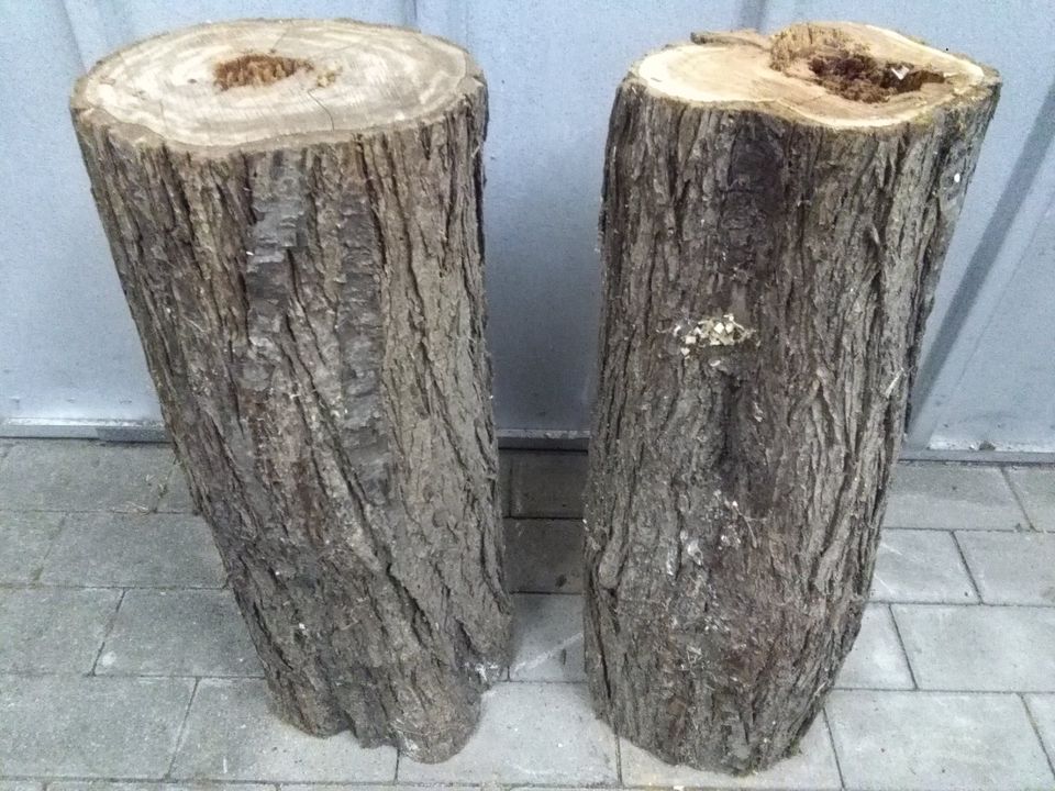 Holz Blutplaume trocken Blutplaumenholz Blutplaumenbaum Stamm in Schöneiche bei Berlin