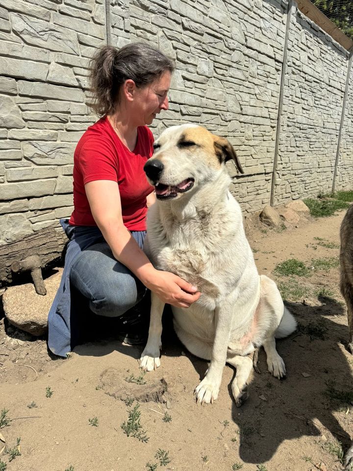 Verschmuster MALIK ❤️ a.d. Tierschutz sucht seine Familie in Möckern