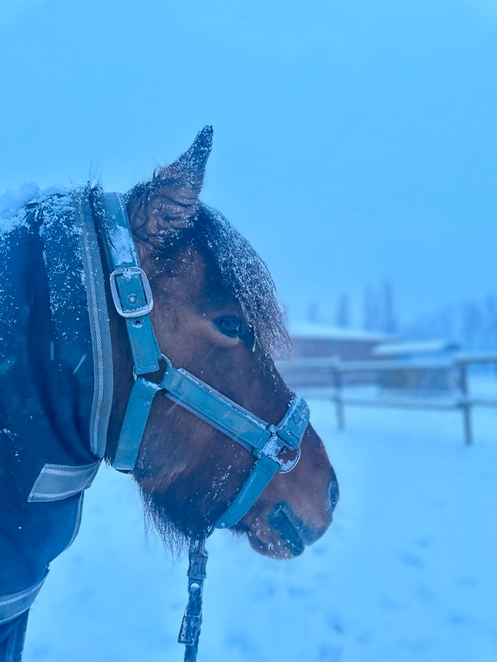 Verkaufe liebe Pony Stute in beste Hände in Pulheim