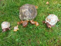 Keramik Schildkrötenfamilie Bayern - Fuchstal Vorschau