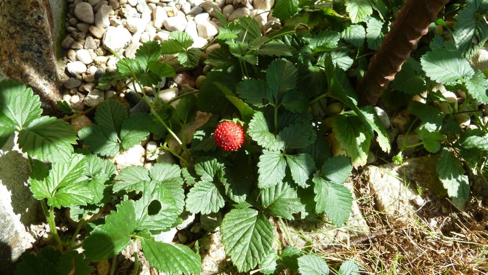 Indische Scheinerdbeeren in Raubling