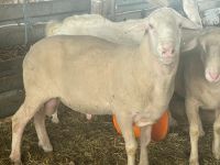 Schafbock Merino Landschaf Thüringen - Großobringen Vorschau