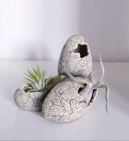 Luftpflanze Airplant Tillandsia in Dinosaurier Nest Schleswig-Holstein - Schuby Vorschau