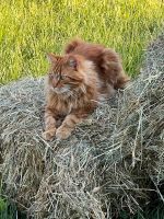 Heu Pferdeheu, Kleinballen, auch geeignet für Hasen, Kleintiere Bayern - Schwabhausen Vorschau