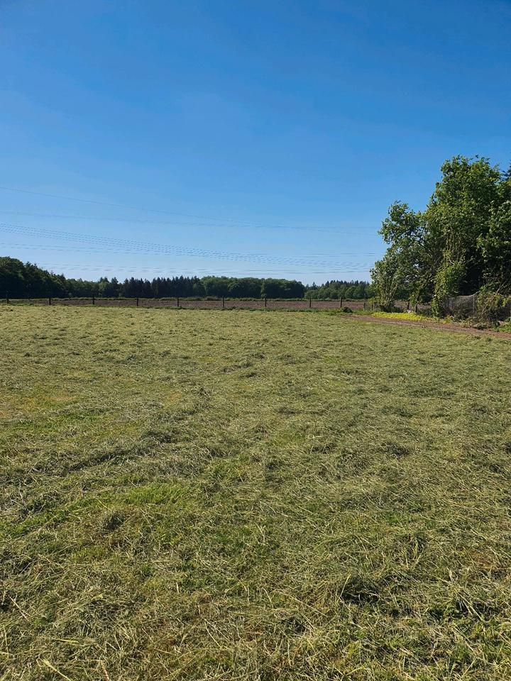 Reserviert • Gelöscht • 
                    Suche Grünland W...