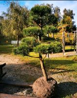 Gartenbonsai Formgehölz Formschnitt Japangarten Kiefer Pinus Bayern - Bogen Niederbay Vorschau