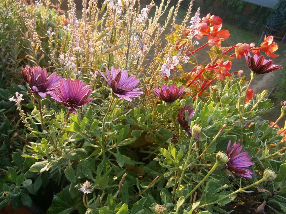 SOMMERBLUMEN-SAMEN: KAPKÖRBCHEN (Osteospermum-Hybriden) in Lutherstadt Wittenberg