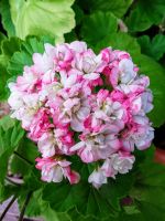 Pelargonie, Rosengaranie " April snow" Rheinland-Pfalz - Andernach Vorschau