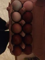 Eier abzugeben Sachsen - Stolpen Vorschau